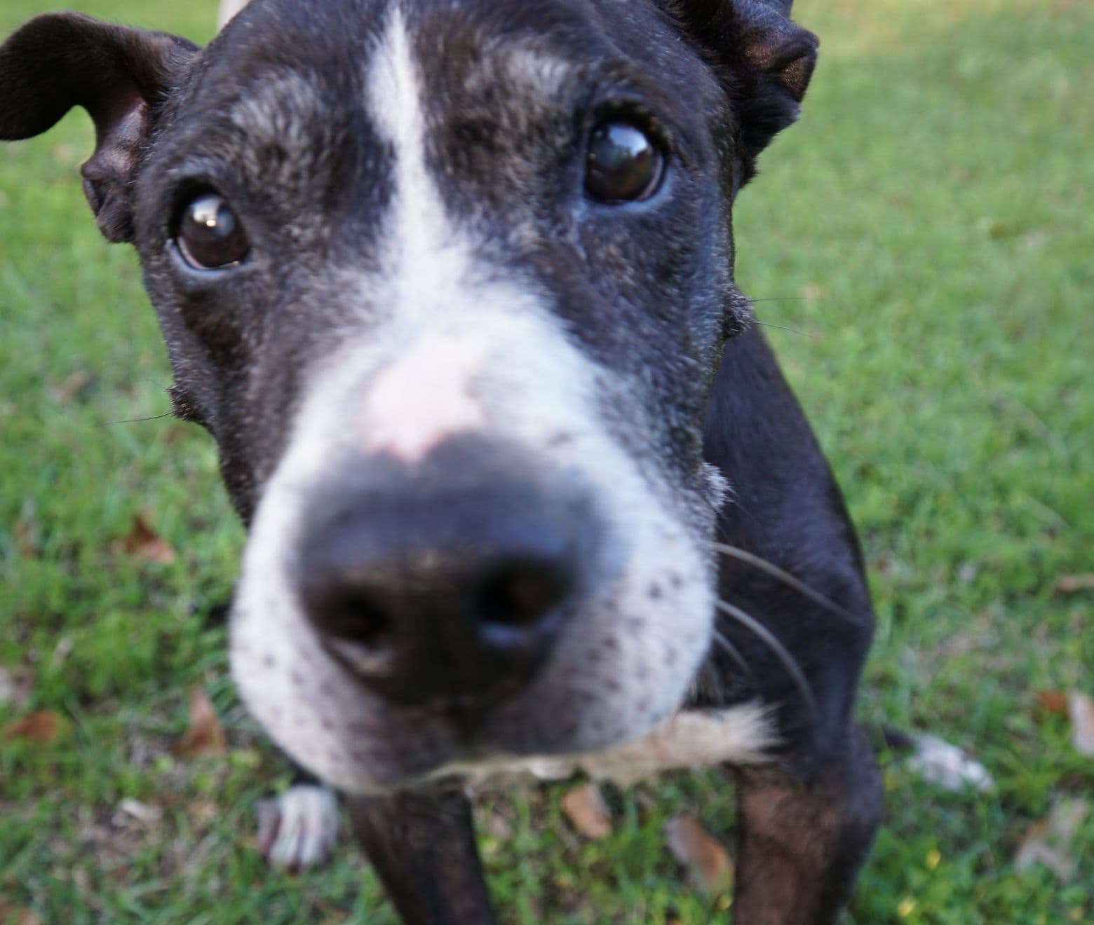 A dog looking up, nose to the camera, at whoever just found him